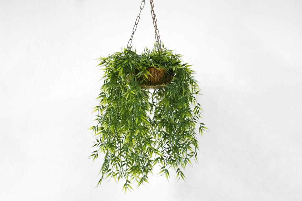 Free Image of Green Plant Hanging From Metal Chain 