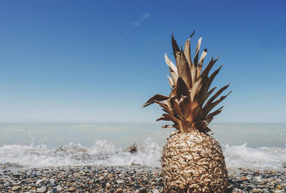 Free Image of Pineapple Resting on Rocky Beach 