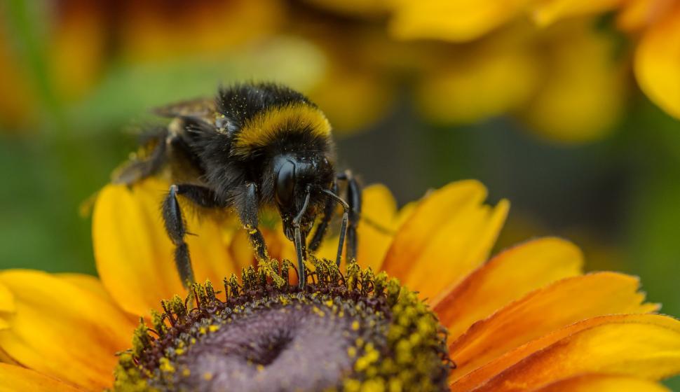 Free Image of Bee Feeding on Sunflower Pollen 