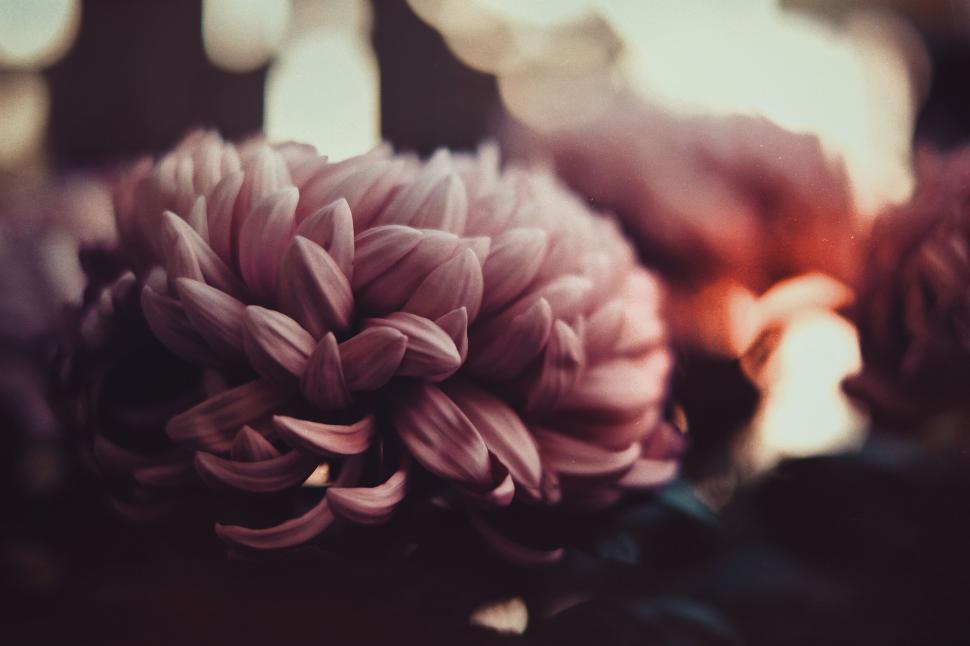 Free Image of A Bunch of Flowers on a Table 