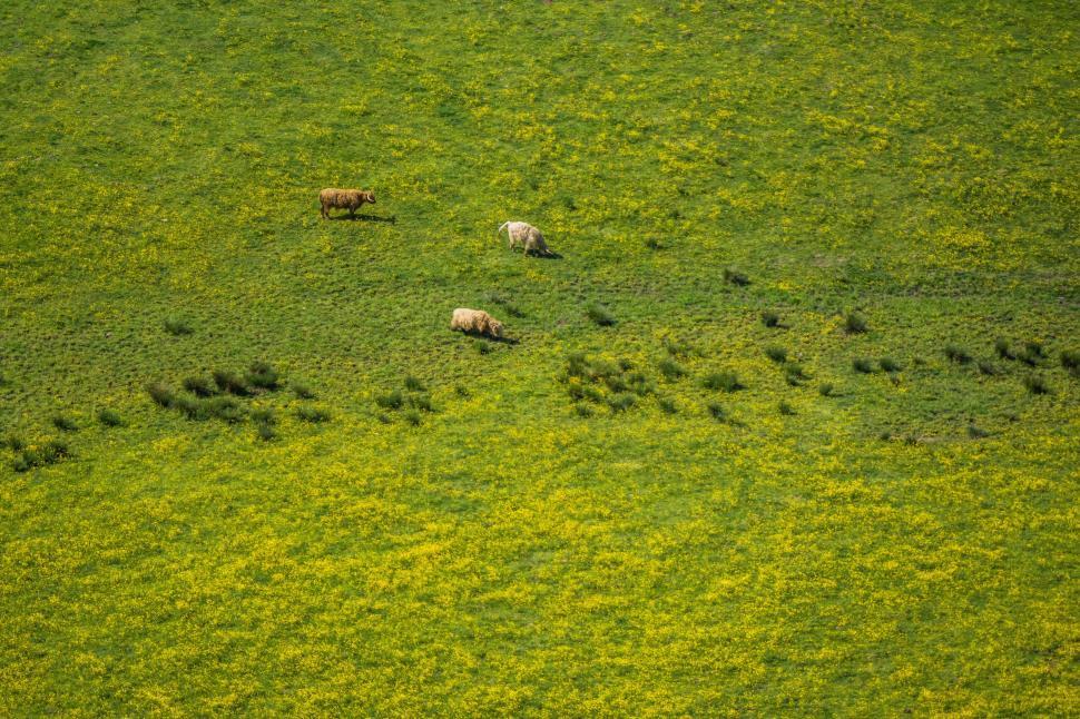 Free Image of A Herd of Sheep Walking Across a Lush Green Field 
