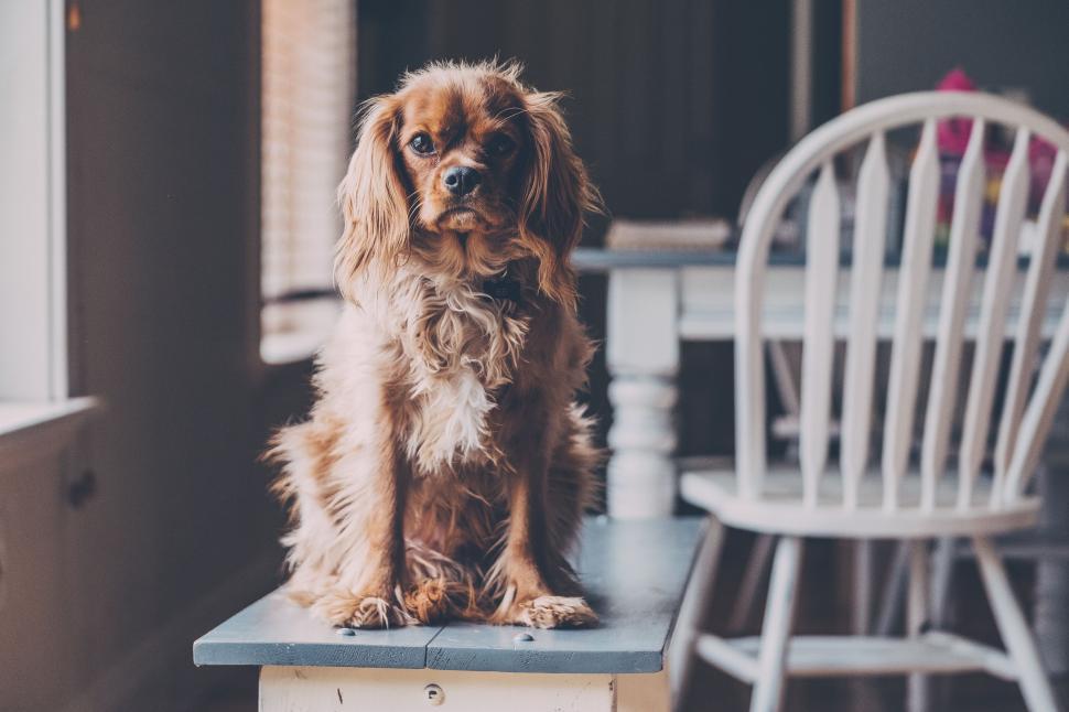Free Image of Brown Dog Sitting on Wooden Table 