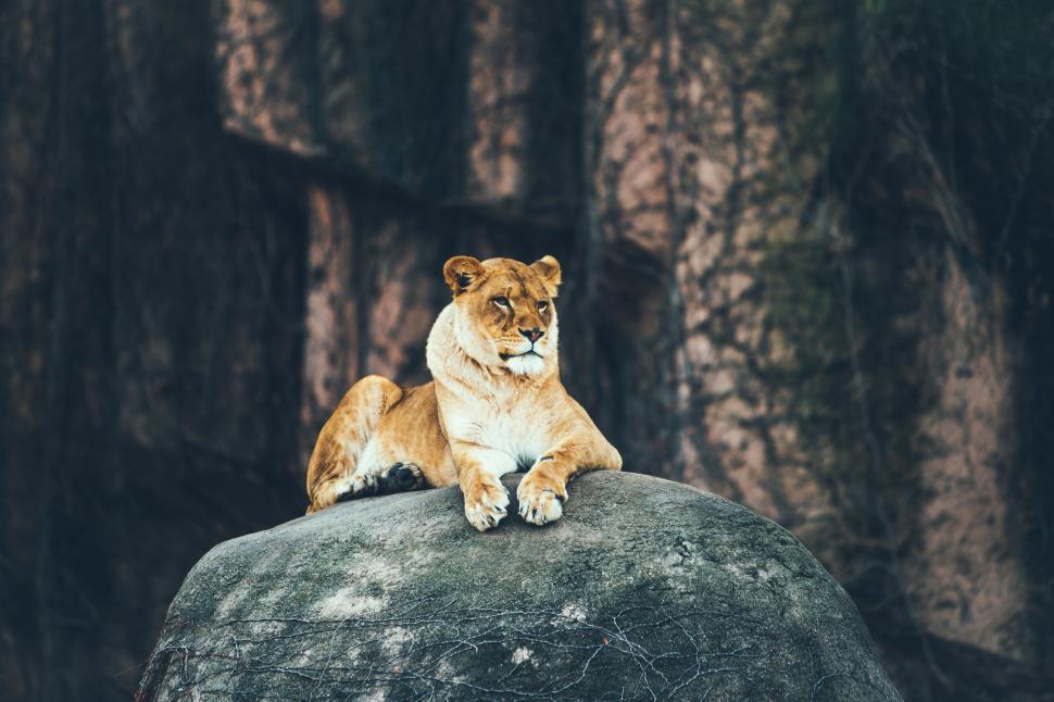 Free Image of Lion Sitting on Top of a Large Rock 