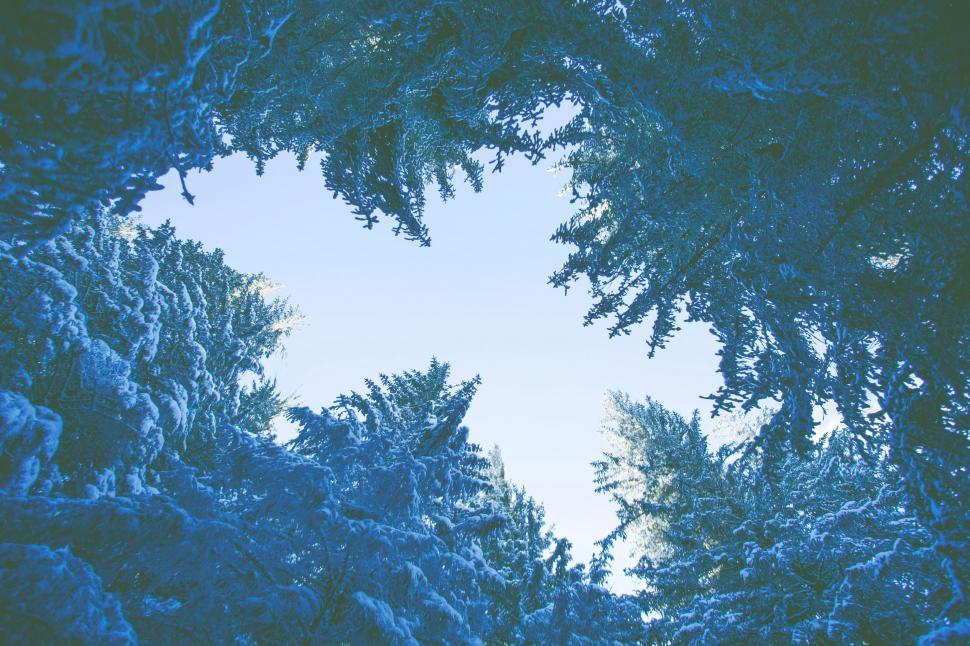 Free Image of Snow-Covered Trees Towering Above 