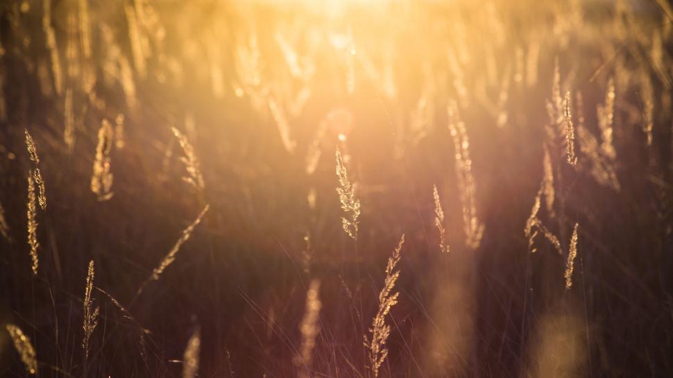 Free Image of Sun Over Tall Grass Field 