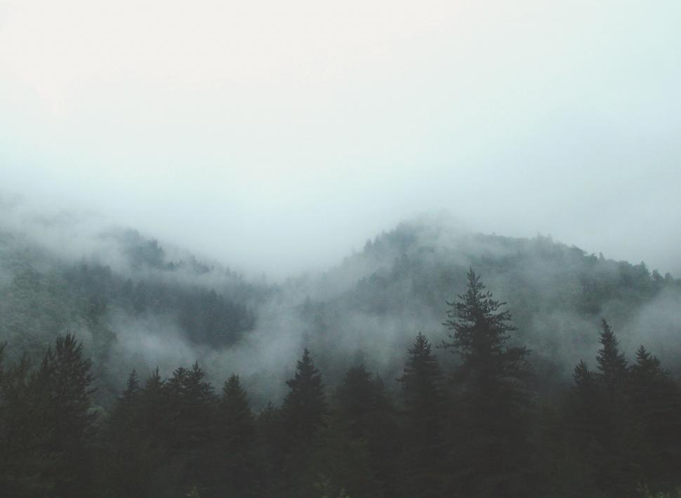 Free Image of Misty Forest Landscape 