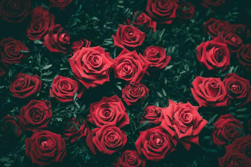 Free Image of A Bunch of Red Roses on a Table 