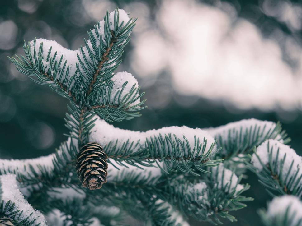 Free Image of Close Up of Snow Covered Pine Tree 