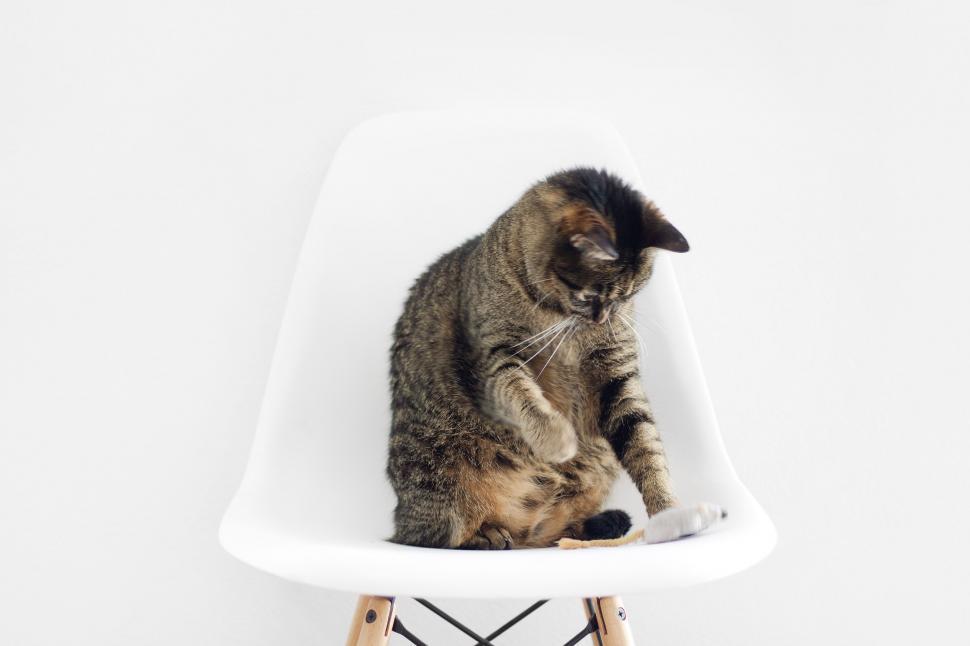 Free Image of Cat Sitting on Top of a White Chair 