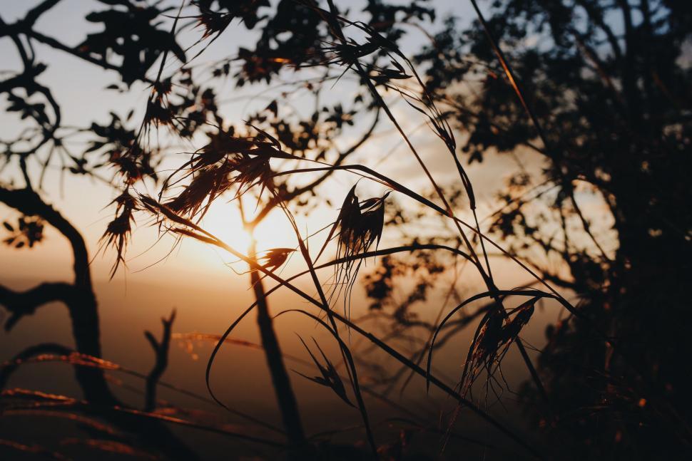 Free Image of The Sun Setting Through Tree Branches 