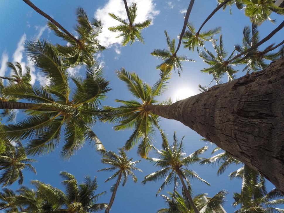 Free Image of Looking Up at the Tops of Palm Trees 