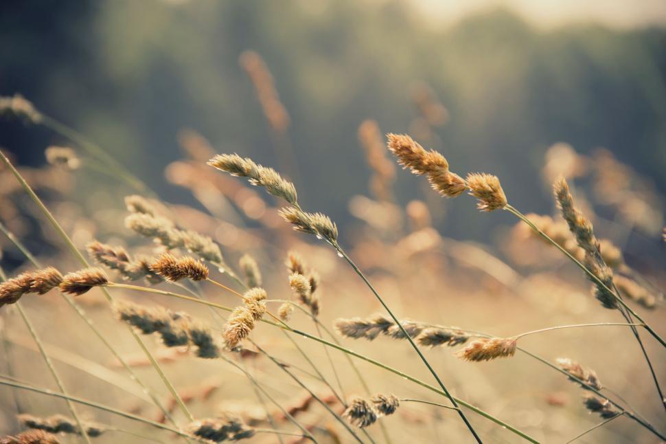 Free Image of Close Up of Tall Grass 