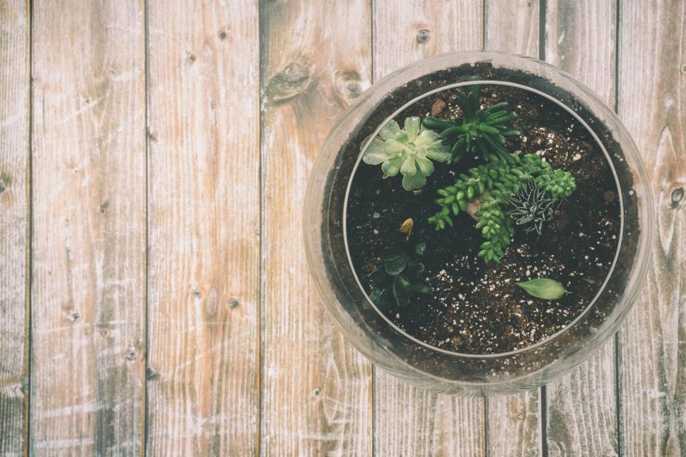 Free Image of Potted Plant on Wooden Table 