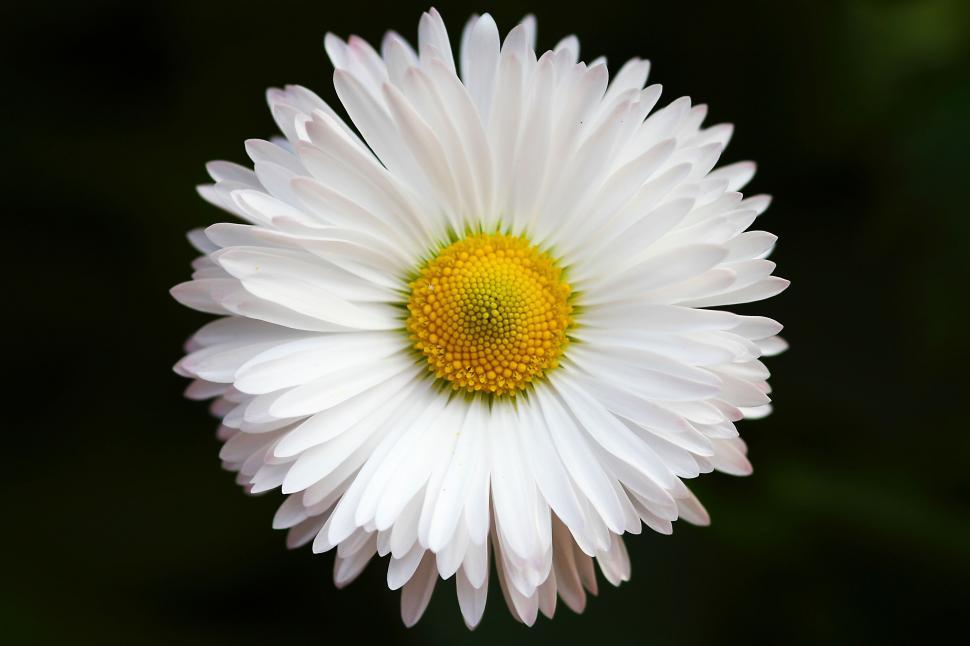 Free Image of White Flower With Yellow Center Close Up 