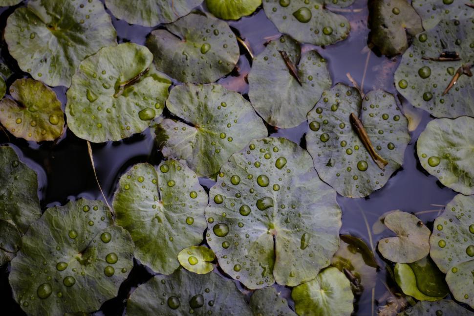 Free Image of Group of Water Lilies Floating on Pond 