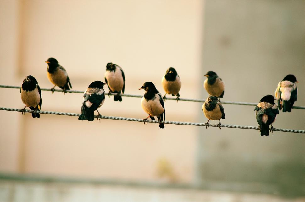 Free Image of Group of Birds Sitting on a Wire 