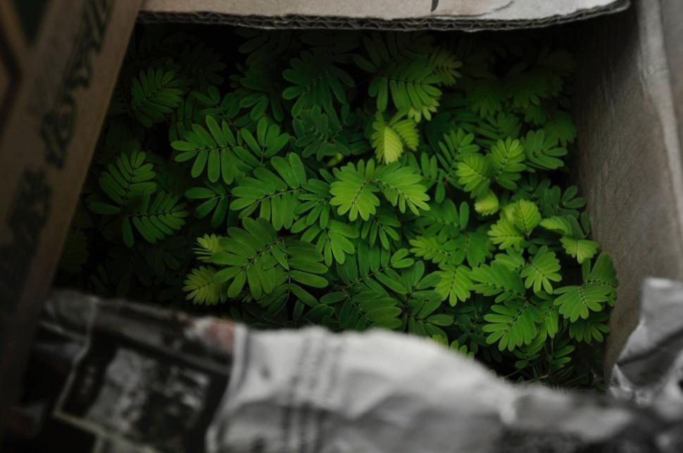 Free Image of Box Filled With Green Plants 