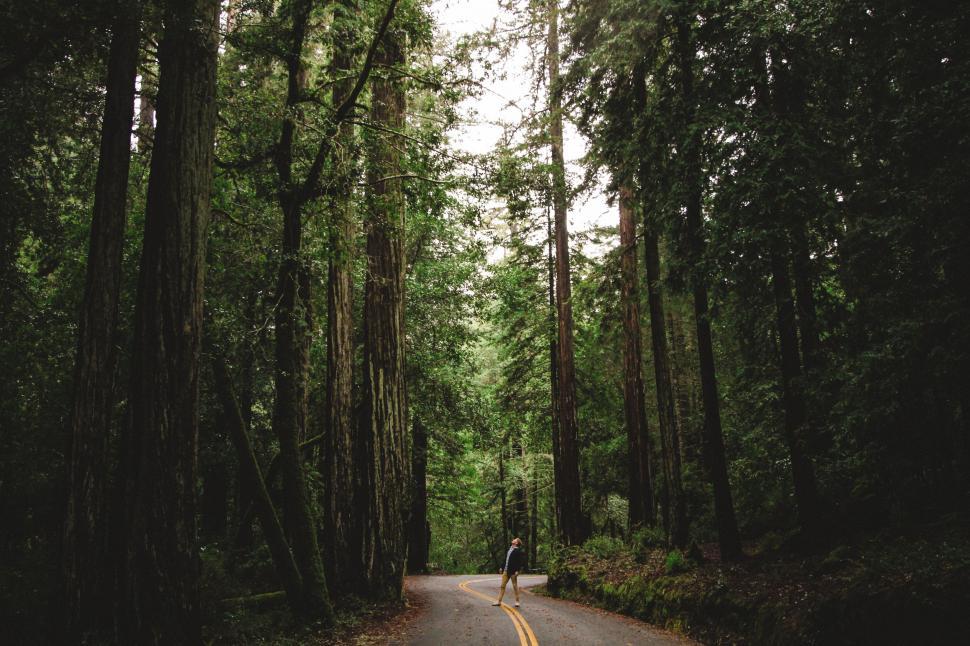 Free Image of Person Riding Bike Down Tree Lined Road 