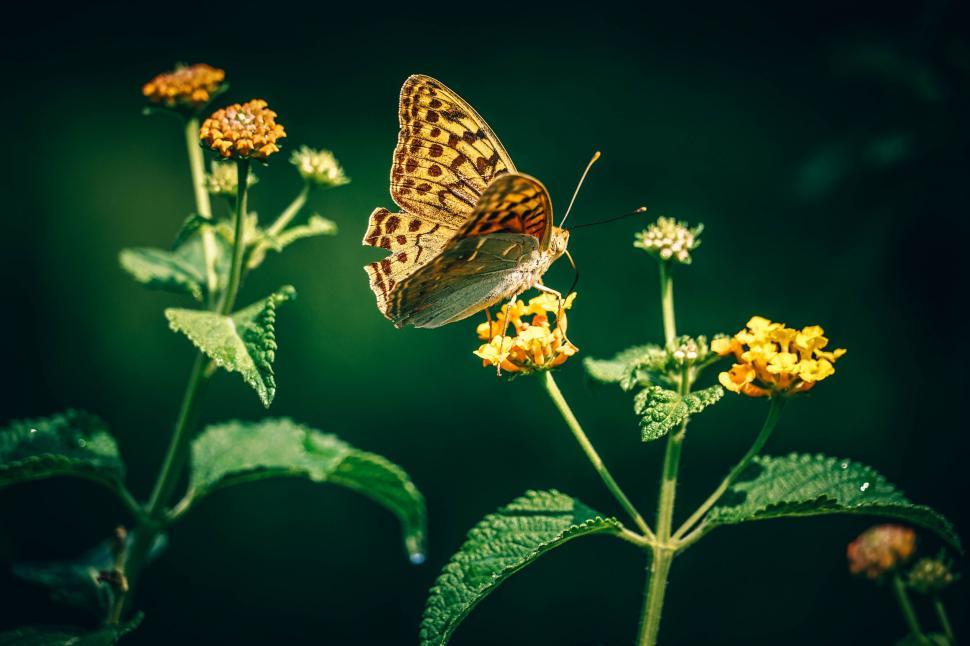 Free Image of Butterfly Perched on Yellow Flower 
