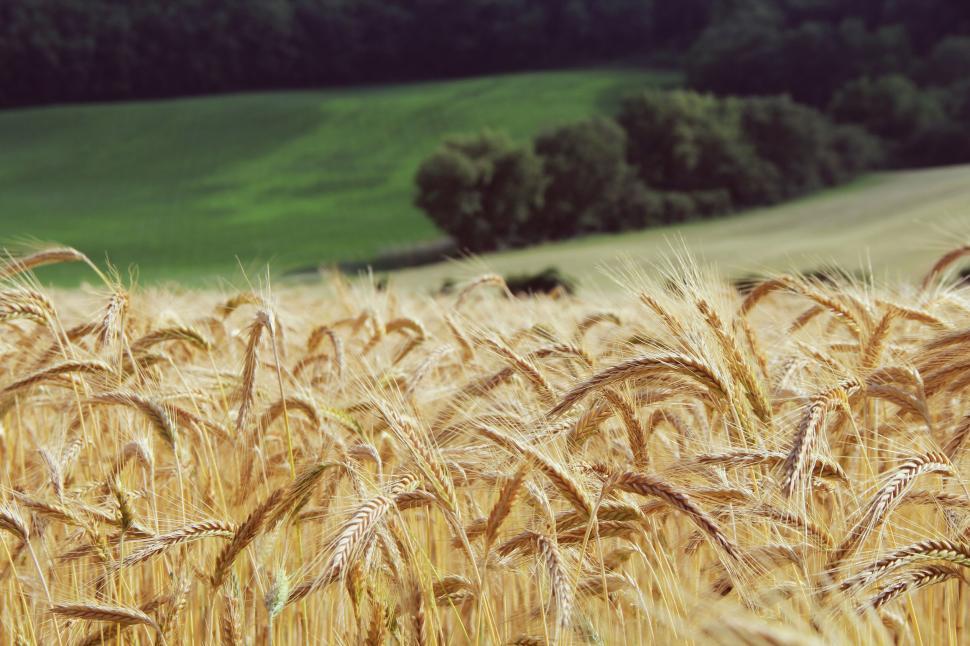 Free Image of Field of Wheat With Green Field Background 
