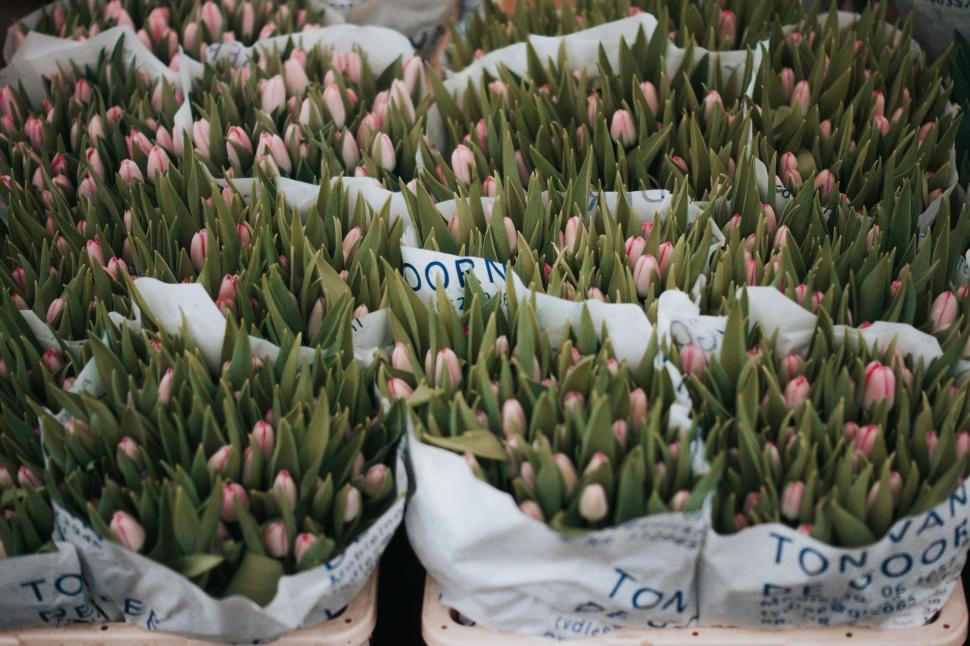 Free Image of Bags Filled With Flowers 