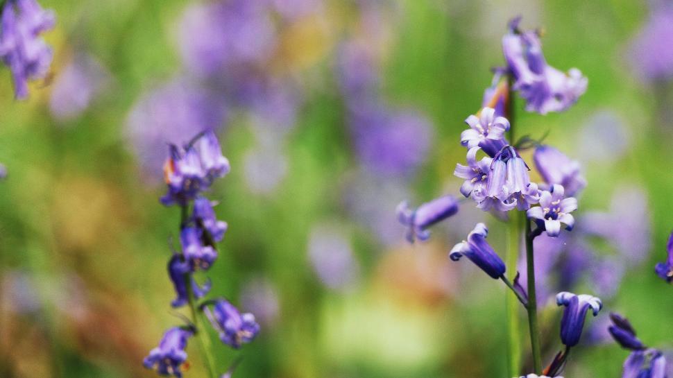 Free Image of Purple Flowers Blooming in Grass 