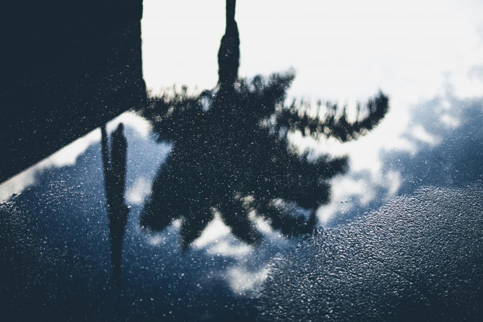 Free Image of Reflection of a Tree in a Puddle of Water 