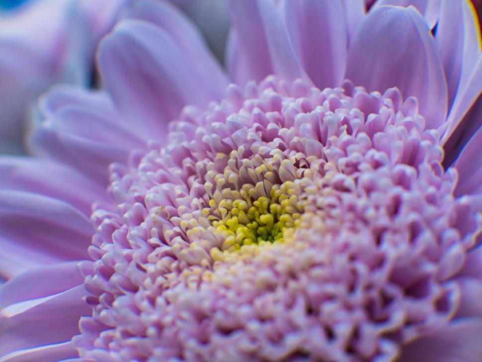 Free Image of Close Up of a Purple Flower With a Yellow Center 
