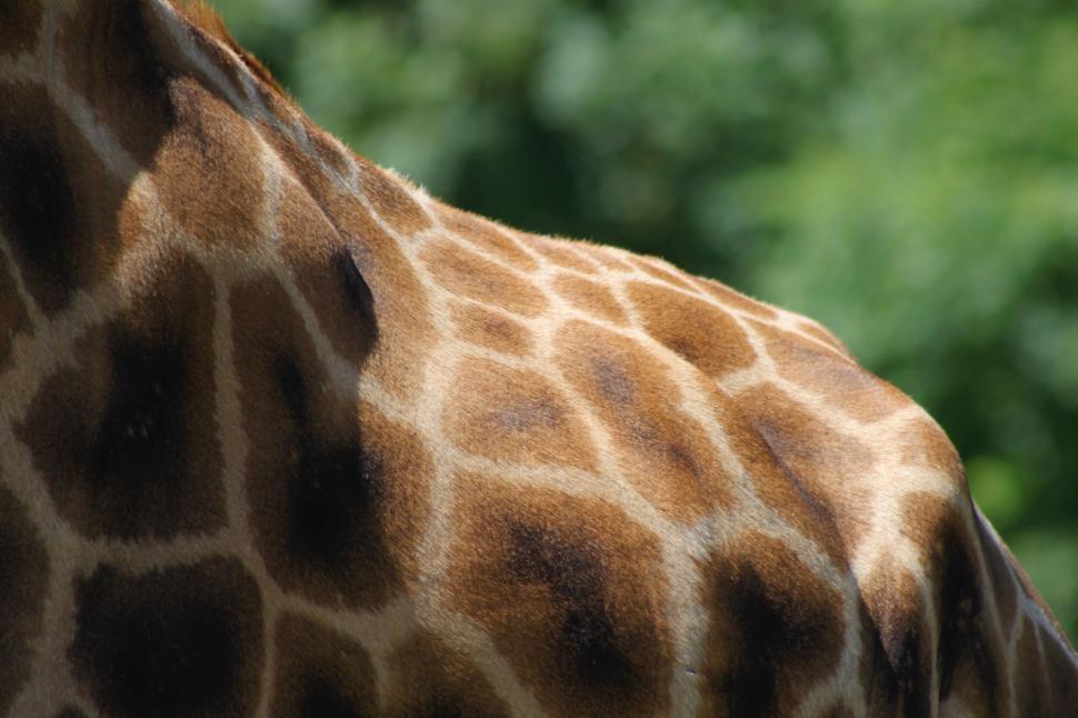 Free Image of Close Up of a Giraffes Head and Neck 