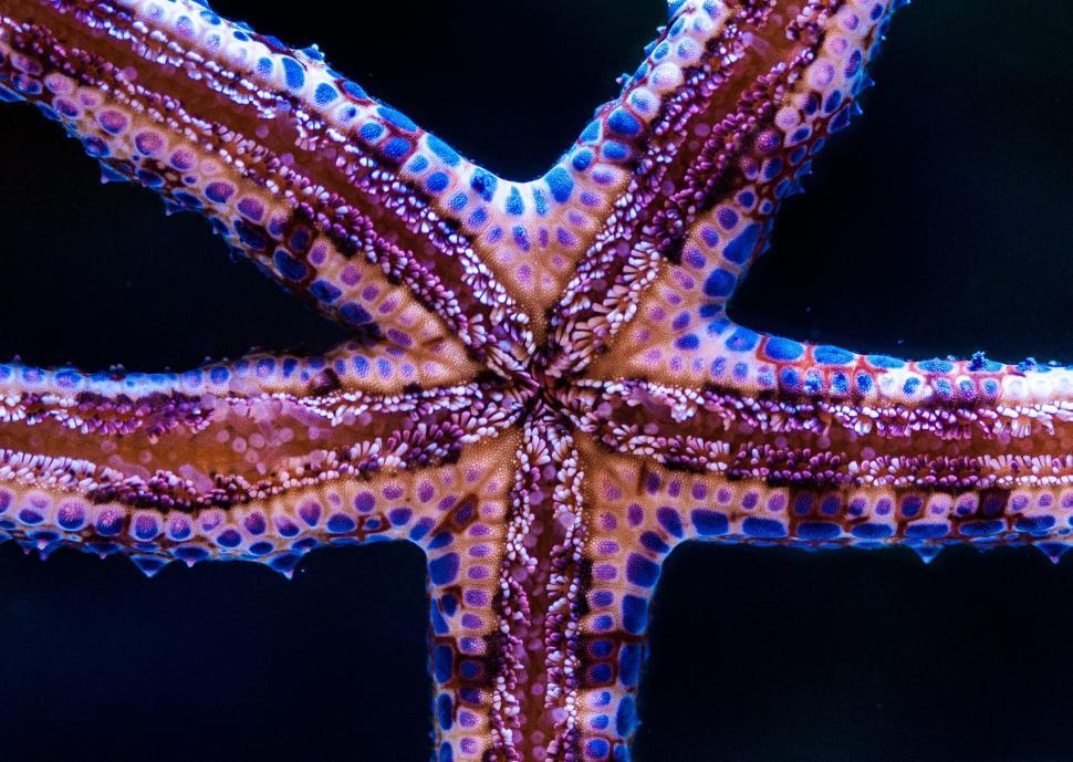 Free Image of Close Up of a Purple and Blue Starfish 