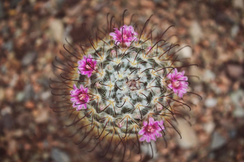 Free Image of Cactus With Pink Flowers 