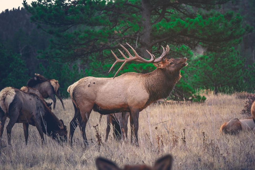 Free Image of Herd of Elk Standing on Grass Covered Field 