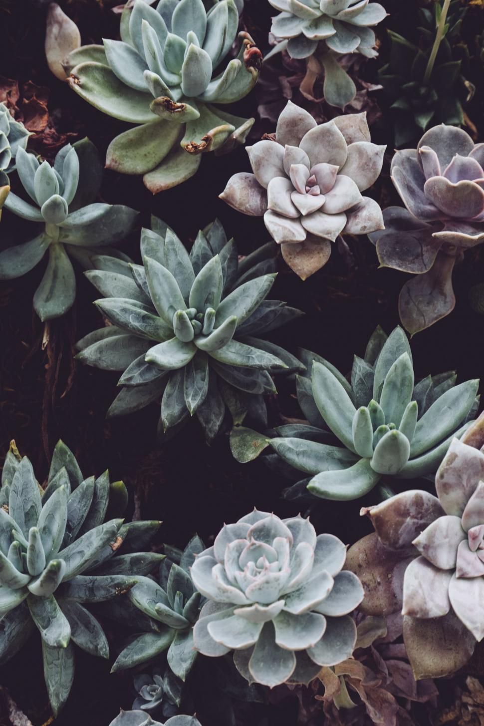 Free Image of Succulents Thriving in Garden 