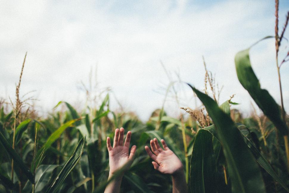 Free Image of Hand Reaching for Object in Corn Field 
