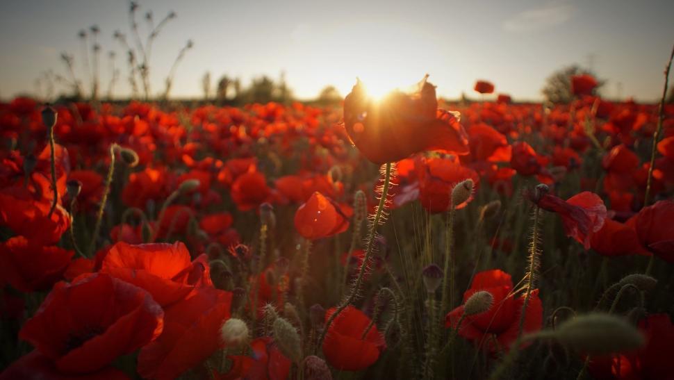Free Image of Field of Red Flowers Under the Sun 