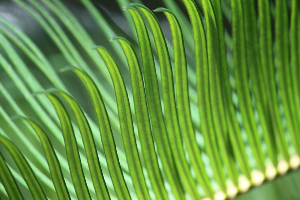 Free Image of Close Up View of a Green Plant 