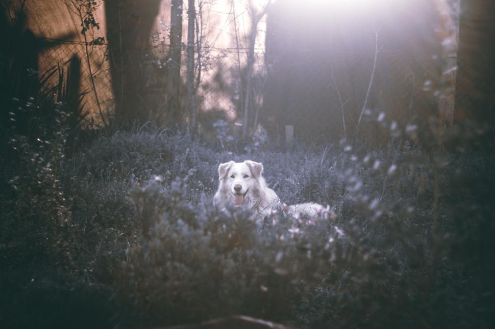 Free Image of Dog Sitting in Middle of Forest 