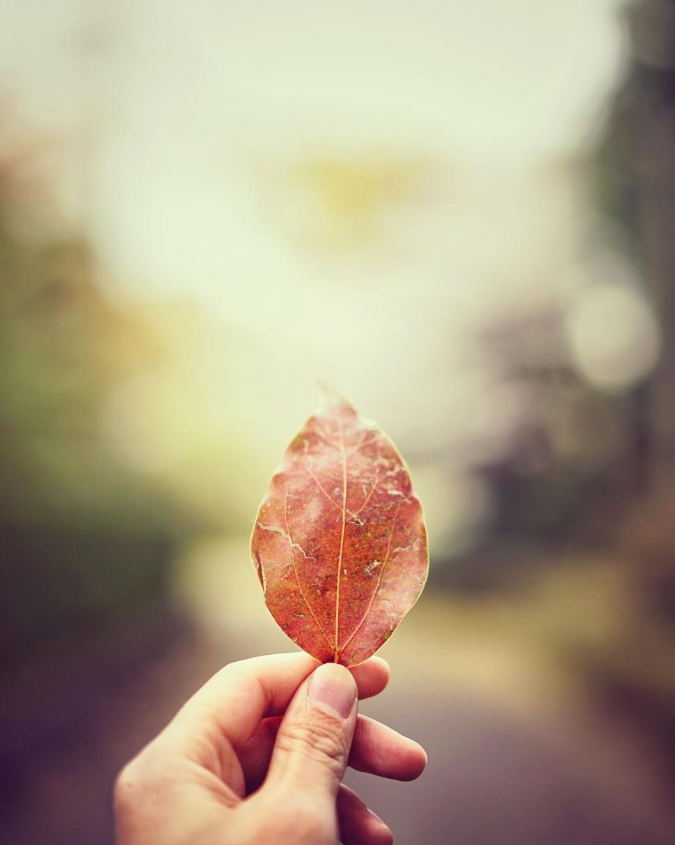 Free Image of Person Holding a Leaf in Hand 