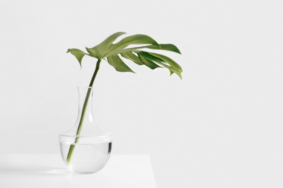 Free Image of Plant in Glass Vase on Table 