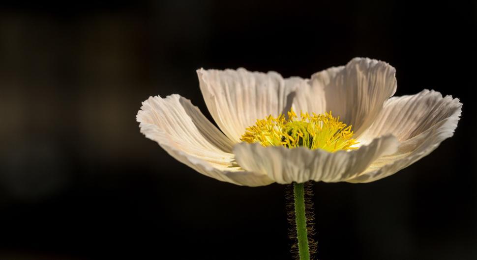 Free Image of White Flower With Yellow Center on Black Background 