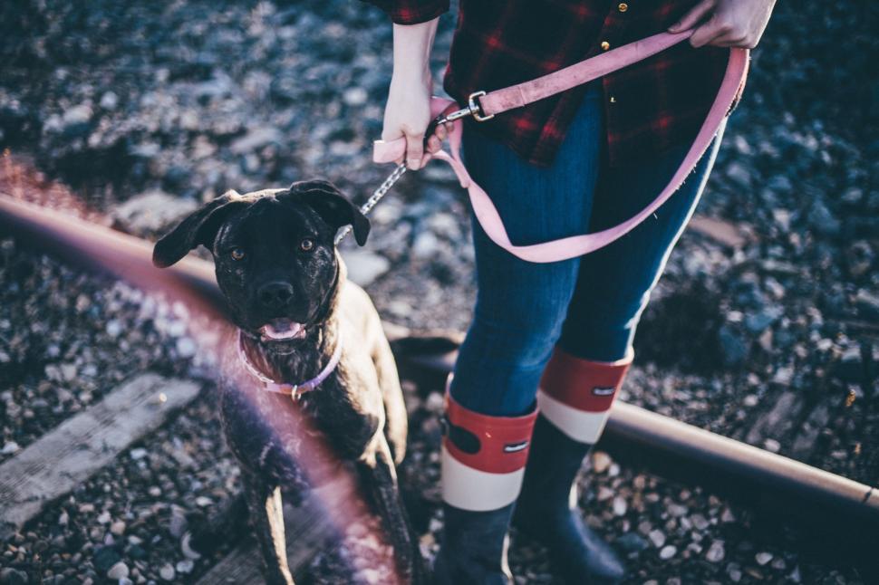 Free Image of Person Walking a Dog on a Leash 