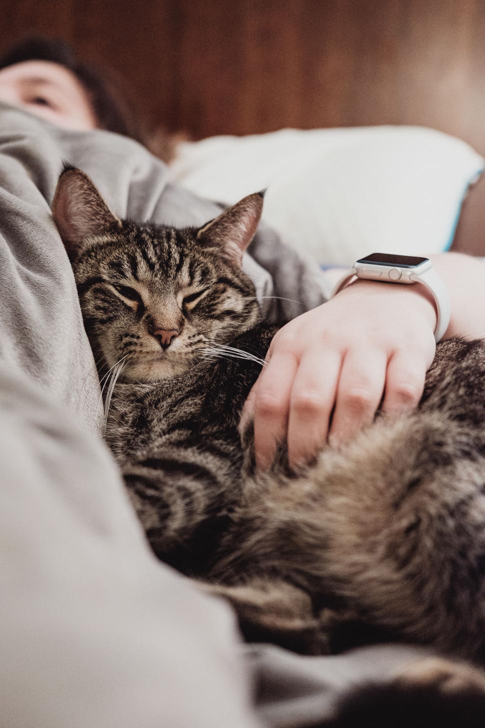 Free Image of Person Laying in Bed With a Cat 