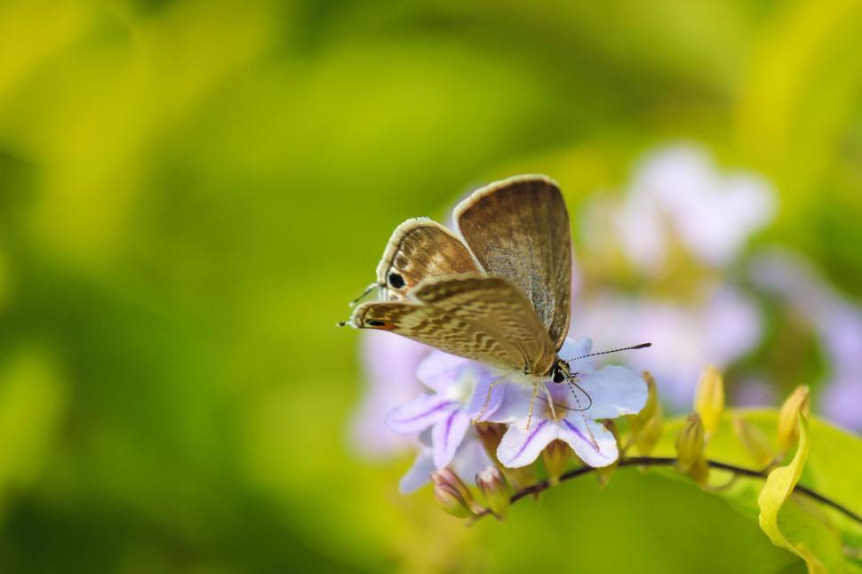 Free Image of Brown Butterfly on Top of Purple Flower 
