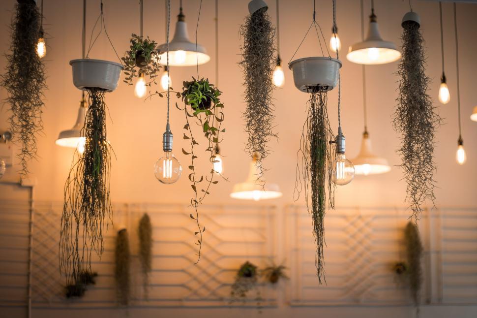Free Image of Hanging Plants Displayed From Ceiling 