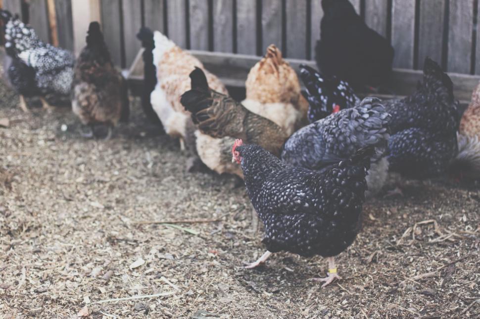 Free Image of A Group of Chickens Standing Together 