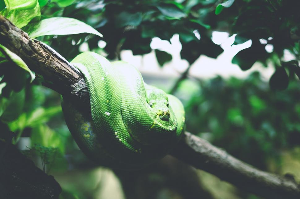Free Image of Green Snake Curled Up on a Tree Branch 