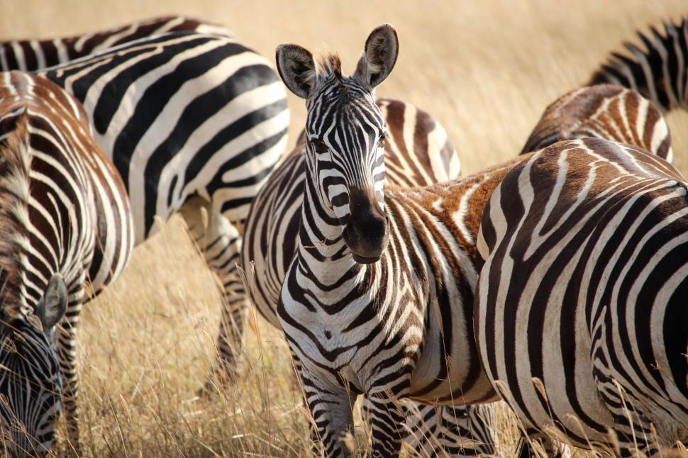 Free Image of Herd of Zebra Standing on Top of Dry Grass Field 