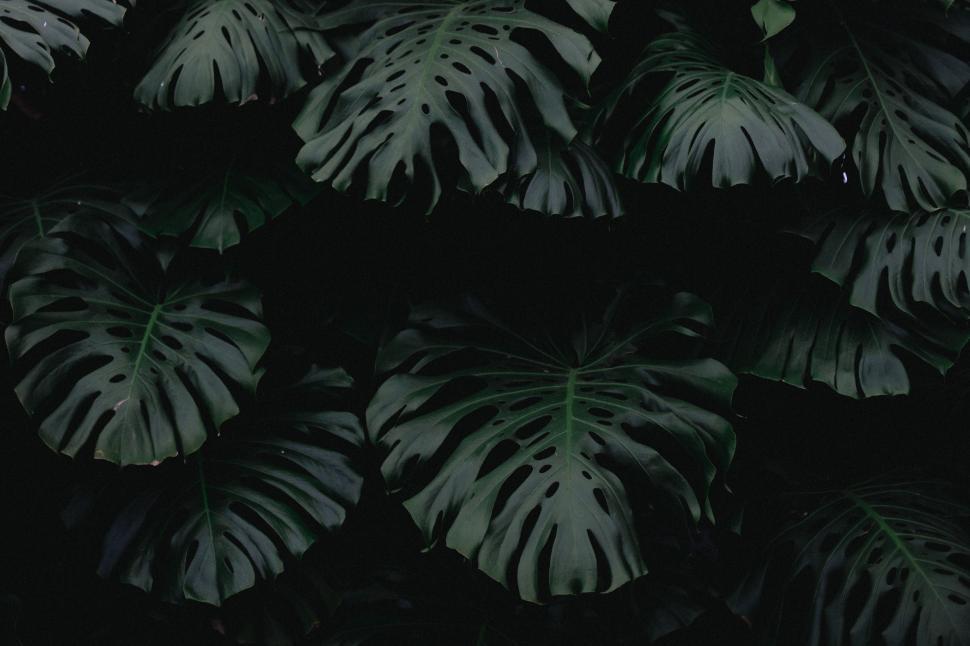 Free Image of Cluster of Leaves in Black and White 