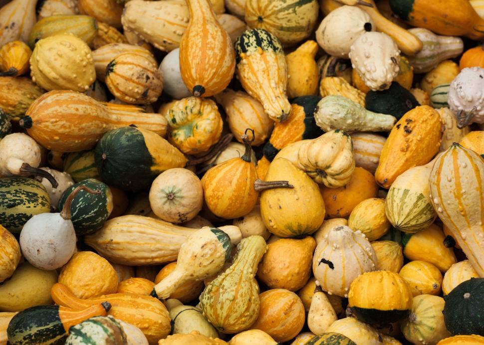 Free Image of Assorted Gourds Arranged in a Pile 