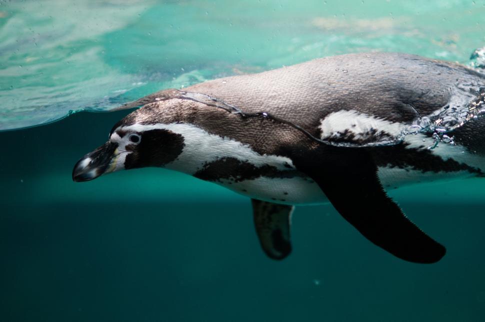 Free Image of Penguin Swimming in Pool of Water 